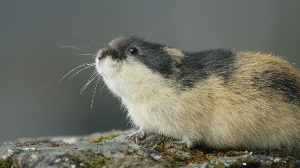 Lemming – The Little Giant of the North